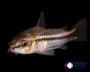 Gastrodermus pygmaeus