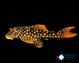 Scobinancistrus aureatus L-14