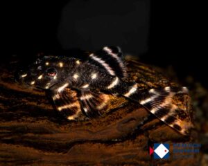 Panaqolus albivermis L-204