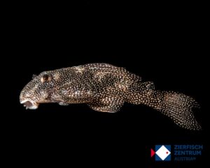 Hypancistrus sp. L-262