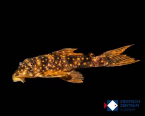 Hypancistrus sp. L-297 L