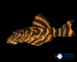 Panaqolus claustellifer L-306