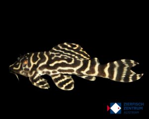 Hypancistrus seideli L-333