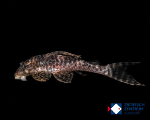 Hypancistrus seideli L-399