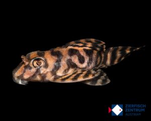 Hypancistrus sp. L-401