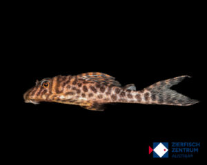 Hypancistrus seideli L-470