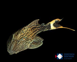 Panaque bathyphius L-90