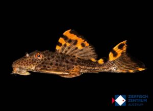 Leporacanthicus triactis L-91