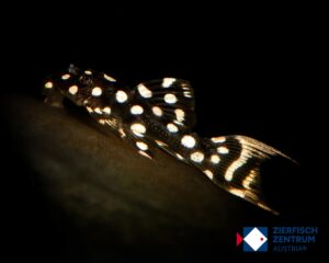 Pseudacanthicus sp. Typhoon LDA-105