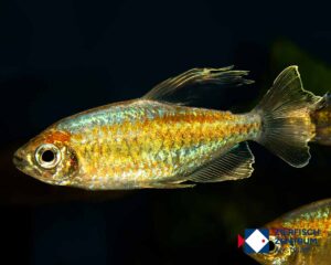 Phenacogrammus interruptus