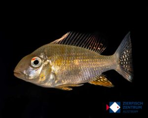 Acarichthys heckelii albino