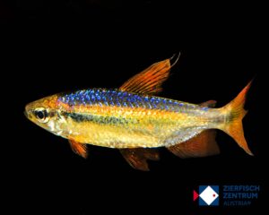 Alestopetersius brichardi