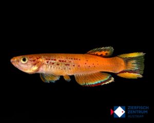 Aphyosemion australe hjersseni