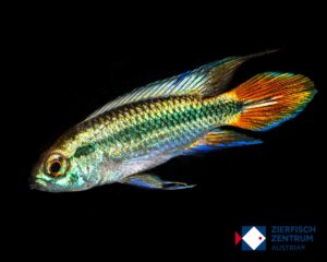 Apistogramma agassizii Alenquer neon blue