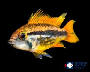 Apistogramma cacatuoides orange