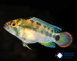 Apistogramma panduro