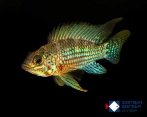 Apistogramma sp. alto tapiche