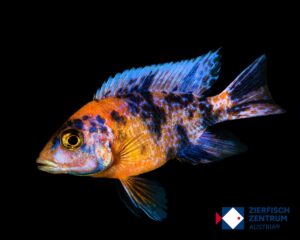 Aulonocara sp. calico OB