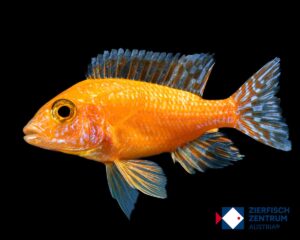 Aulonocara sp. red dragon fire fish L