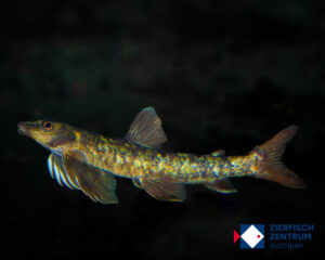 Characidium cf. crandellii