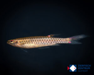 Copella sp. Rio Negro