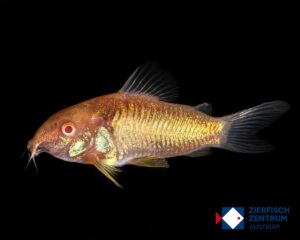 Osteogaster aeneus Albino