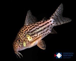 Hoplisoma araguaiaensis Rio Vermelho