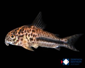 Hoplisoma coppenamensis