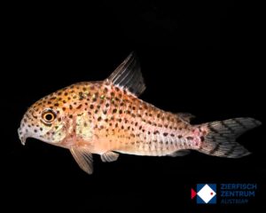 Hoplisoma cuziensis