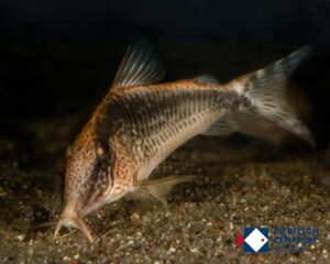 Corydoras sp. CW73