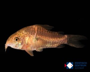 Hoplisoma polystictum