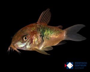 Osteogaster sp. Venzuela orange