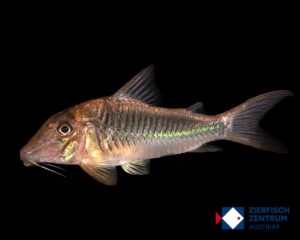 Corydoras treitlii
