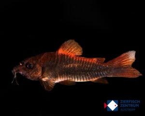 Osteogaster sp. Venzuela black