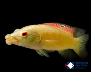 Crenicichla tedaibaguassu