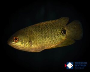 Ctenopoma kingsleyae