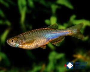 Danio albolineatus
