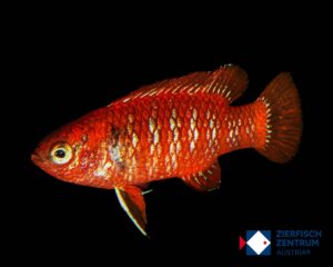 Dario dario Männchen