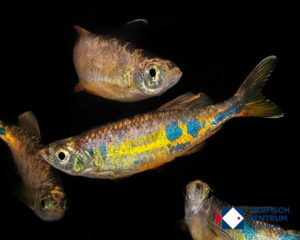 Devario cf. aequifimatus Orange