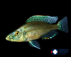 Dimidiochromis compressiceps
