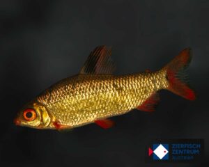 Distichodus noboli Lefini river