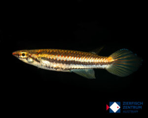 Epiplatys bifasciatus