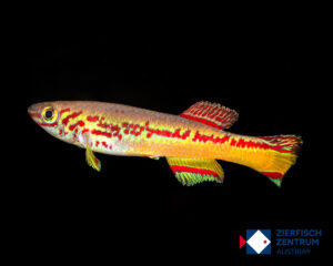 Fundulopanchax amieti