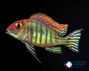 Geophagus pyrocephalus