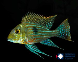 Geophagus sveni