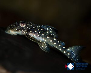 Hemiancistrus sp. L-128