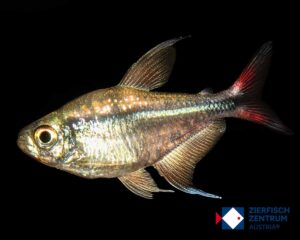 Hemigrammus filamentosus