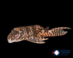 Hypancistrus sp. vaupes L-527