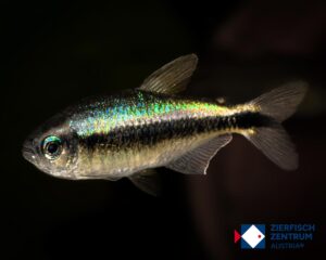 Hyphessobrycon sp. Blue devil