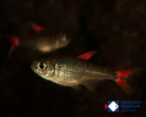 Hyphessobrycon eilyos